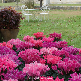 Cyclamen 'Flammé'