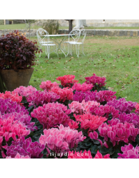 Cyclamen 'Flammé'