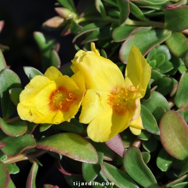 Portulaca umbraculifera