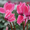 Cyclamen 'Flammé'