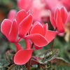 Cyclamen 'Flammé'