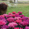 Cyclamen 'Flammé'