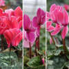 Cyclamen 'Flammé'