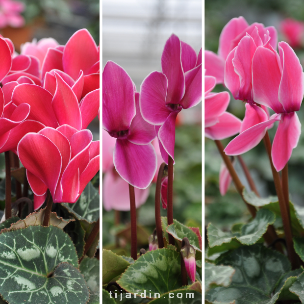 Cyclamen 'Flammé'