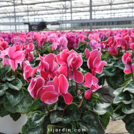 Cyclamen 'Flammé'