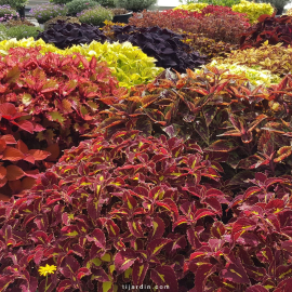 Lot de plantes aux couleurs de l'année : Viva Magenta 