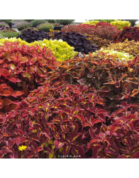 Lot de 6 coleus - couleurs variées