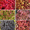 Lot de plantes aux couleurs de l'année : Viva Magenta 