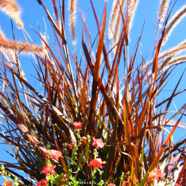 Cenchrus advena 'Rubrum' Pennisetum setaceum