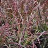 Cenchrus advena 'Fireworks' Pennisetum setaceum