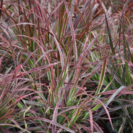Cenchrus advena 'Fireworks' Pennisetum setaceum