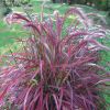 Cenchrus advena 'Fireworks' Pennisetum setaceum