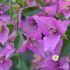 Bougainvillier 'Sanderiana Alexandra'