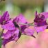 Bougainvillier 'Sanderiana Elisabeth'