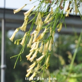 Russelia juncea
