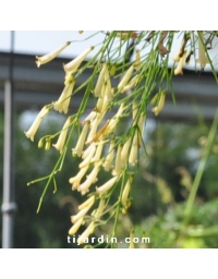 Russelia juncea jaune - Plante corail retombante