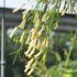 Russelia juncea jaune