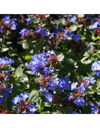 Plumbago larpentae-Ceratostigma plumbaginoides-