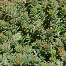 Sedum album 'Coral Carpet' Sedum album 'Coral Carpet'