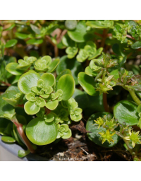 Sedum tetractinum 'Coral Reef'