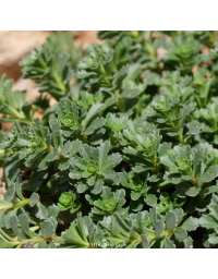 Sedum floriferum 'Weihenstephaner Gold'