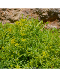 Sedum mexicanum 'Gold Mound'