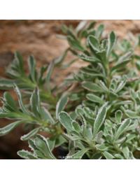 Sedum spurium 'Variegatum' - Orpin bâtard panaché