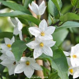 Solanum jasminoïdes - Morelle faux jasmin