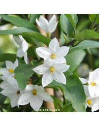 Solanum jasminoïdes - Morelle faux jasmin