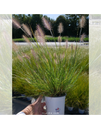 Herbe aux écouvillons 'Little Bunny' (Pennisetum alopecuroides)