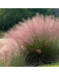 Muhlenbergia capillaris