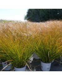 Laîche 'Prairie Fire' (Carex testacea)