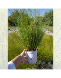 Laîche de Howard 'Phoenix Green' (Carex howardii)