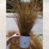 Laîche 'Auruga' (Carex flagellifera)