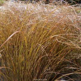 Laîche 'Auruga' (Carex flagellifera)