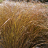 Carex flagellifera 'Auruga' - Laîche flagellée