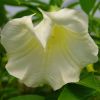 Brugmansia-Datura