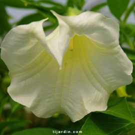 Brugmansia-Datura