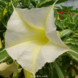 Brugmansia panaché blanc-Datura