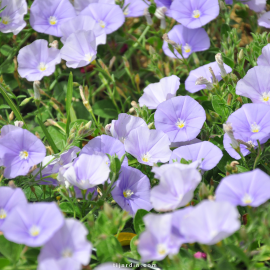 Convolvulus sabatius