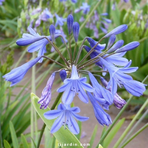 Agapanthus 'Lapis Lazuli' Agapanthus 'Lapis Lazuli'