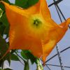 Brugmansia-Datura