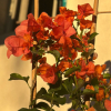 Bougainvillier 'Melgueil Orange'