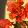 Bougainvillier 'Melgueil Orange'