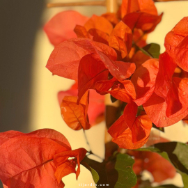 Bougainvillier 'Melgueil Orange'