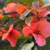 Bougainvillier 'Melgueil Orange'