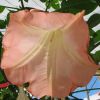 Brugmansia-Datura