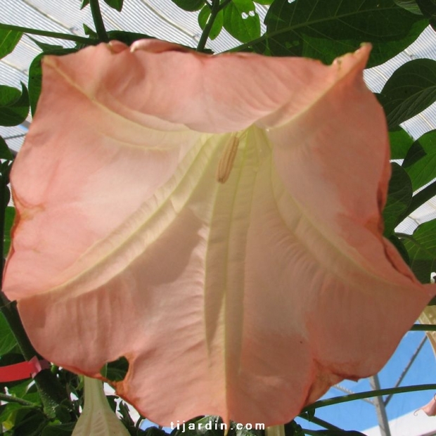 Brugmansia-Datura