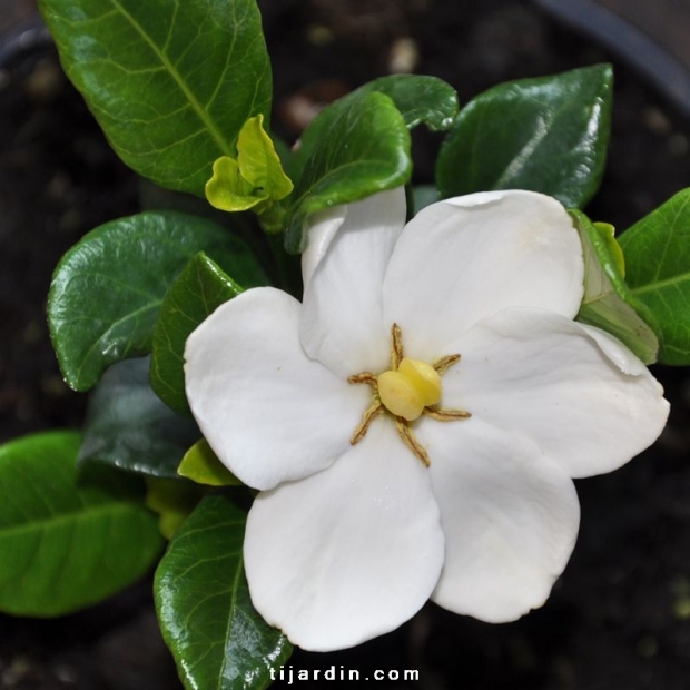 Gardenia jasminoides 'Kleim's Hardy' Gardenia jasminoides 'Kleim's Hardy'