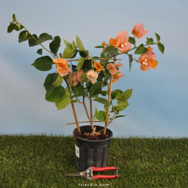 Bougainvillier 'Abricot'